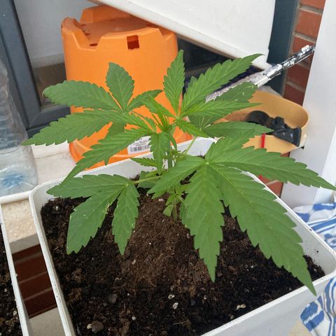 Cream Mandarine XXL auto growlog timeline photo