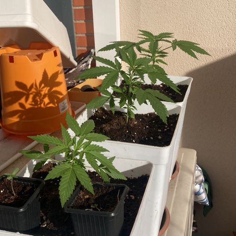 Cream Mandarine XXL auto growlog timeline photo