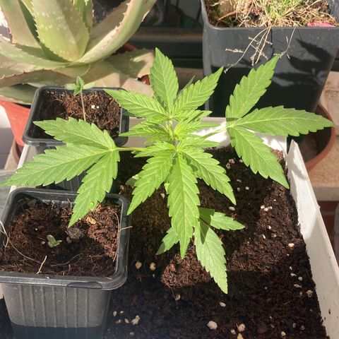 Cream Mandarine XXL auto growlog timeline photo