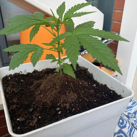 Cream Mandarine XXL auto growlog timeline photo