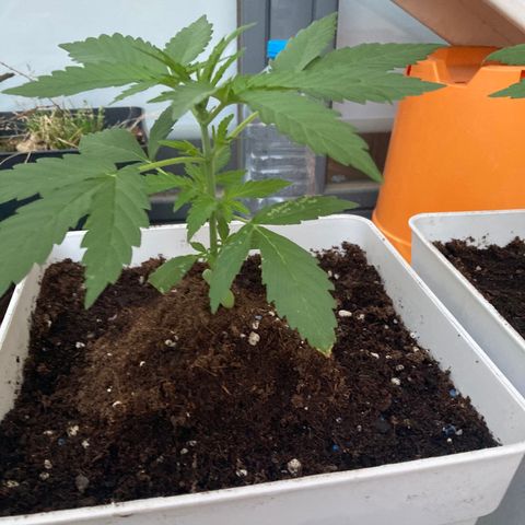 Cream Mandarine XXL auto growlog timeline photo