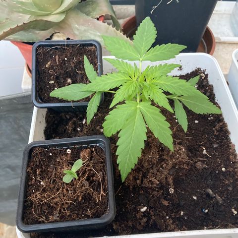 Cream Mandarine XXL auto growlog timeline photo