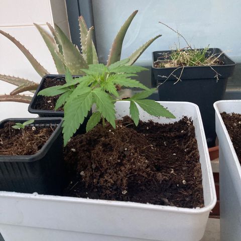 Cream Mandarine XXL auto growlog timeline photo