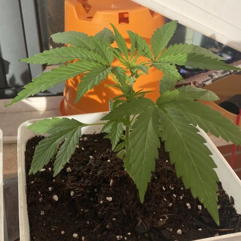 Cream Mandarine XXL auto growlog timeline photo