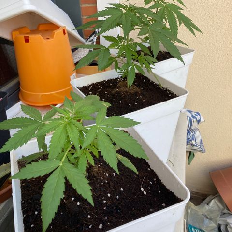 Cream Mandarine XXL auto growlog timeline photo