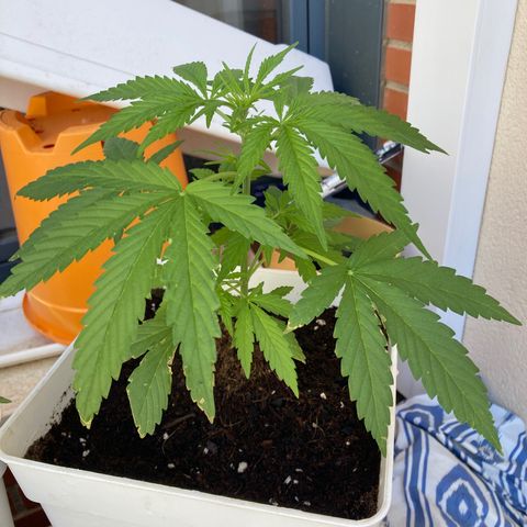 Cream Mandarine XXL auto growlog timeline photo