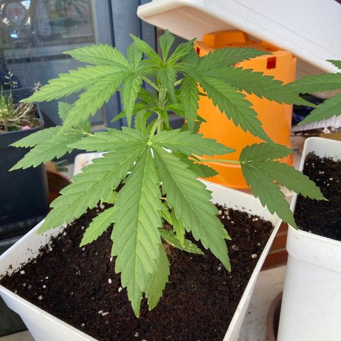 Cream Mandarine XXL auto growlog timeline photo