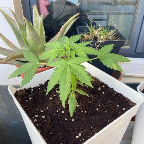 Cream Mandarine XXL auto growlog timeline photo