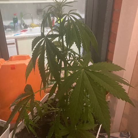 Cream Mandarine XXL auto growlog timeline photo