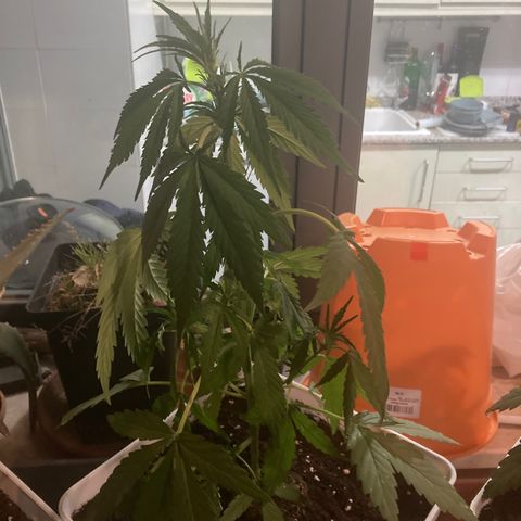Cream Mandarine XXL auto growlog timeline photo