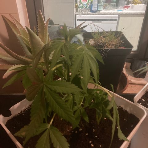 Cream Mandarine XXL auto growlog timeline photo