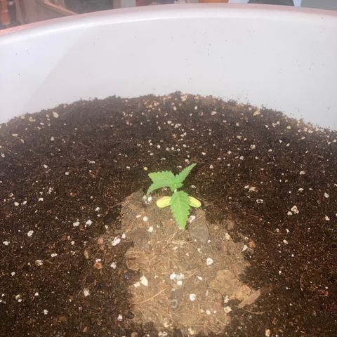 Banana Runtz growlog timeline photo