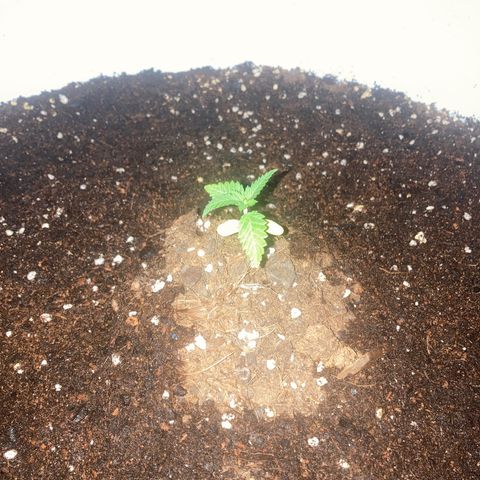 Banana Runtz growlog timeline photo