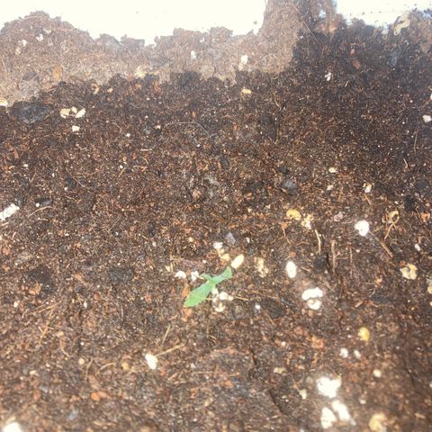 Banana Runtz growlog timeline photo