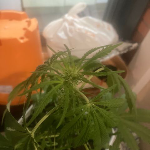 Cream Mandarine XXL auto growlog timeline photo