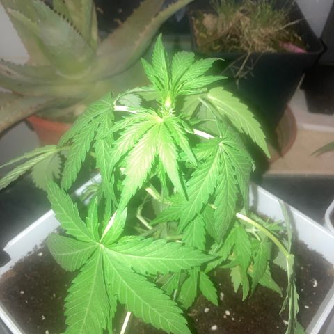 Cream Mandarine XXL auto growlog timeline photo