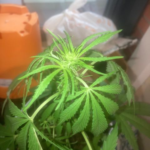 Cream Mandarine XXL auto growlog timeline photo
