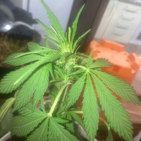 Cream Mandarine XXL auto growlog timeline photo