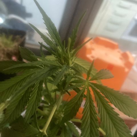 Cream Mandarine XXL auto growlog timeline photo