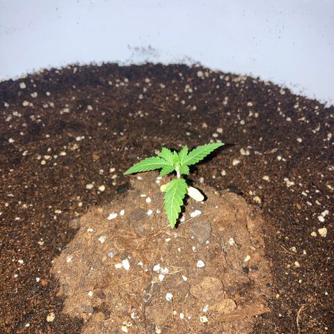 Banana Runtz growlog timeline photo