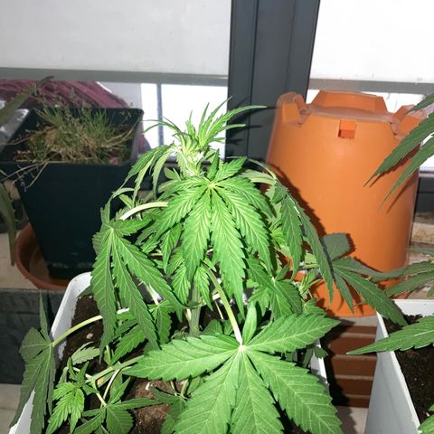 Cream Mandarine XXL auto growlog timeline photo