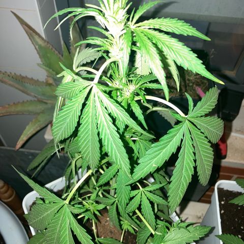 Cream Mandarine XXL auto growlog timeline photo