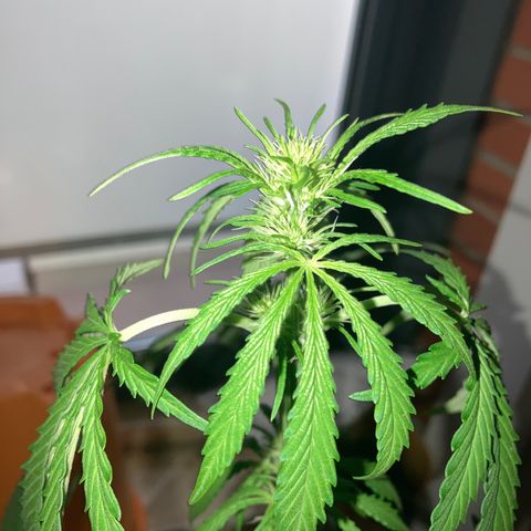 Cream Mandarine XXL auto growlog timeline photo