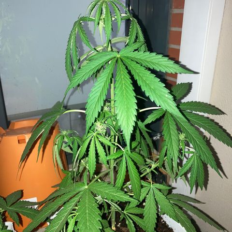 Cream Mandarine XXL auto growlog timeline photo