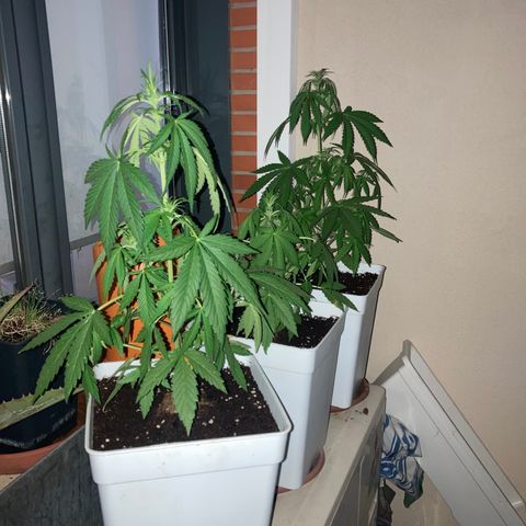 Cream Mandarine XXL auto growlog timeline photo