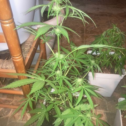 Cream Mandarine XXL auto growlog timeline photo