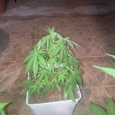 Cream Mandarine XXL auto growlog timeline photo