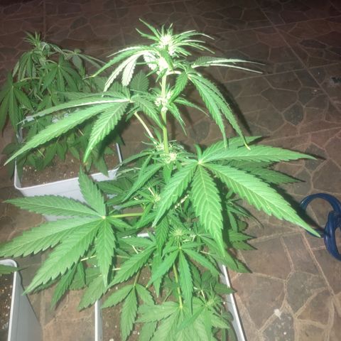Cream Mandarine XXL auto growlog timeline photo