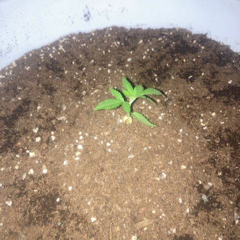Banana Runtz growlog timeline photo