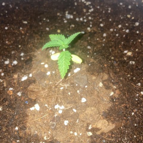Banana Runtz growlog timeline photo