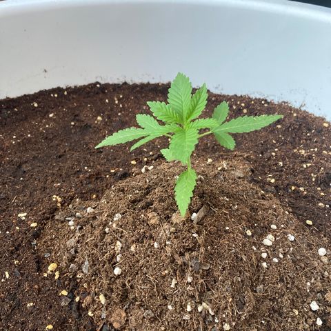 Banana Runtz growlog timeline photo