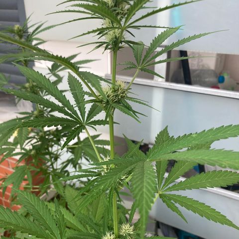 Cream Mandarine XXL auto growlog timeline photo