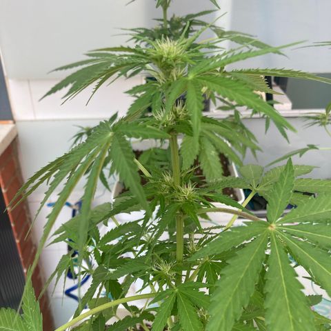 Cream Mandarine XXL auto growlog timeline photo