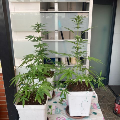 Cream Mandarine XXL auto growlog timeline photo