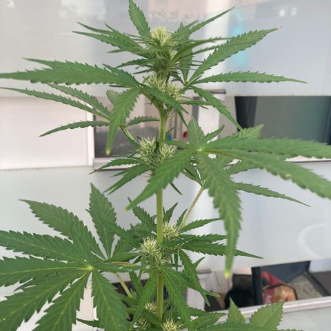 Cream Mandarine XXL auto growlog timeline photo