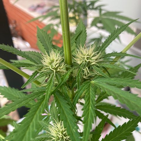 Cream Mandarine XXL auto growlog timeline photo