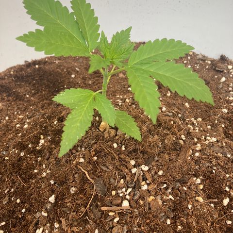 Banana Runtz growlog timeline photo