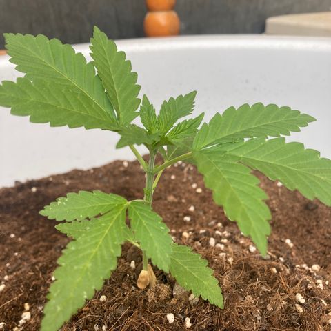 Banana Runtz growlog timeline photo