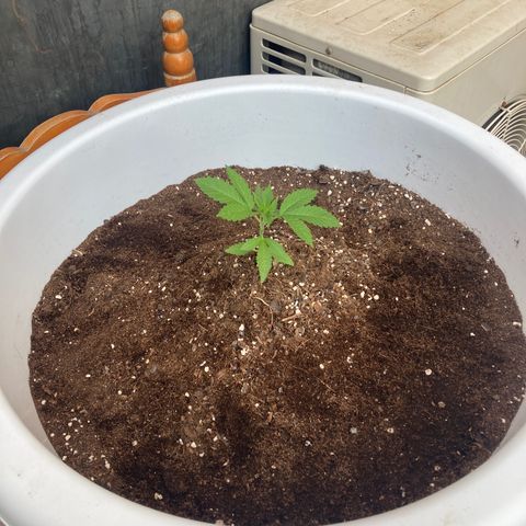 Banana Runtz growlog timeline photo