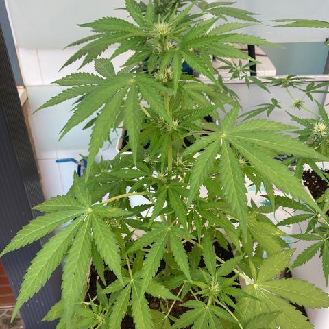 Cream Mandarine XXL auto growlog timeline photo