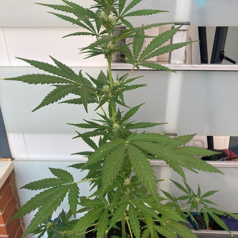 Cream Mandarine XXL auto growlog timeline photo