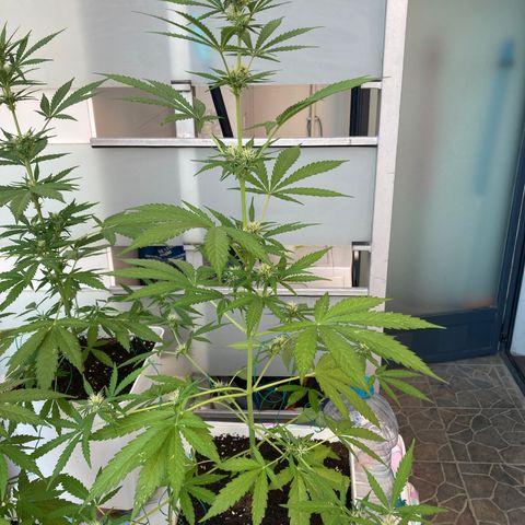 Cream Mandarine XXL auto growlog timeline photo