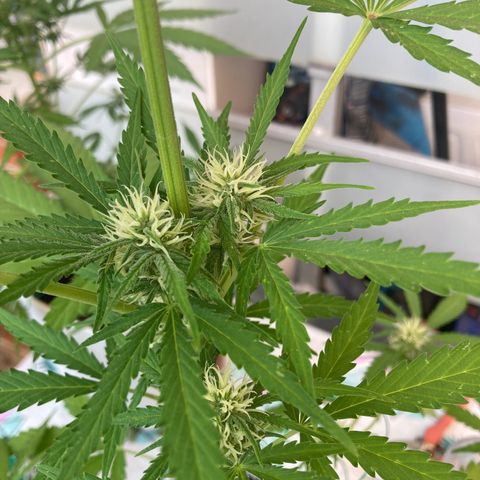 Cream Mandarine XXL auto growlog timeline photo