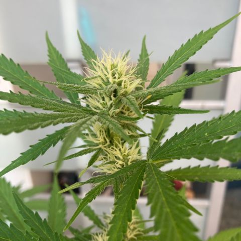 Cream Mandarine XXL auto growlog timeline photo