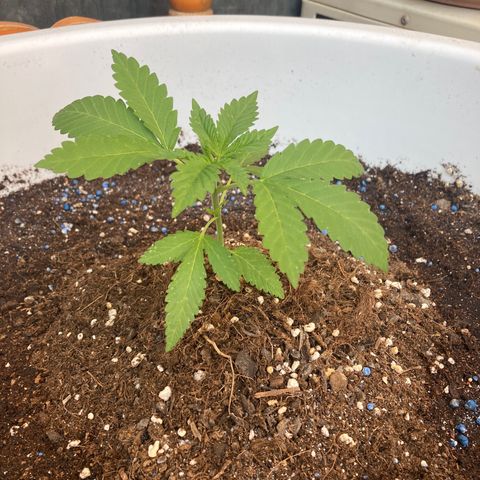 Banana Runtz growlog timeline photo