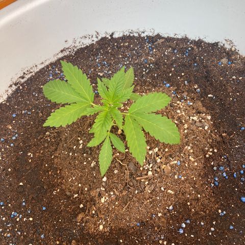 Banana Runtz growlog timeline photo